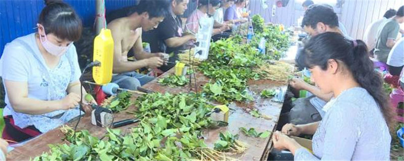 关于广南900余万株油茶苗可出圃移栽上山 的消息