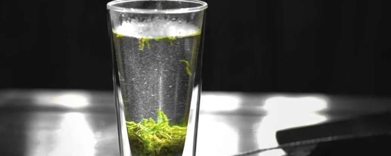 关于2021洞庭碧螺春茶上市时间、价格、产量的热门新闻