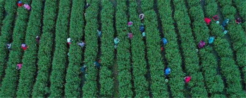 关于春茶季 100多名茶农正在巢湖坝镇茶山忙碌采摘作业的热门新闻