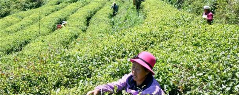 有关于黔西南35万亩春茶迎来采收季  茶农采茶忙的热门消息