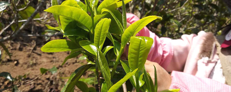 有关于“我国绿色有机产品将达6万”“贵州100强品牌公布”“广州茶博会闭幕”“安徽茶长制”的新闻