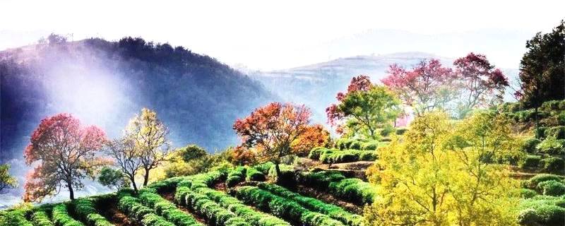 有关于茶，富了大悟老区，托起乡村振兴的希望！的热门资讯