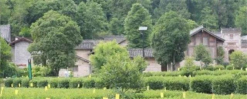 关于西农大茶叶试验站成陕西茶产业技术孵化器 联企联农兴茶促增收的热门资讯