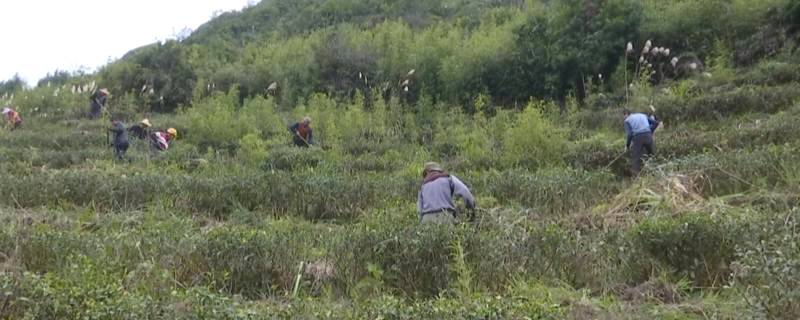 有关于安溪芦田：冬季管护热潮开启“护春茶”模式的最新资讯