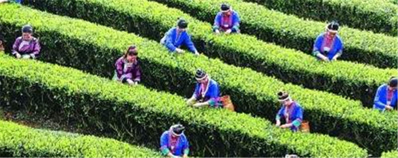 关于广西良口乡：全村7支队伍35名代表参加采茶比赛活动的热门消息