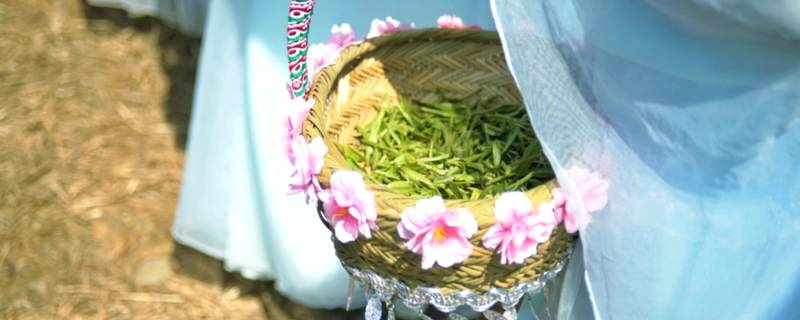 关于政和白茶开采 中国味道 生态茶园 健康好茶的热门信息