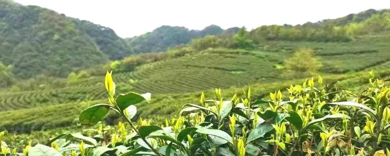 关于宽阔水4000余亩野生茶树 茶品已走向全国的新闻