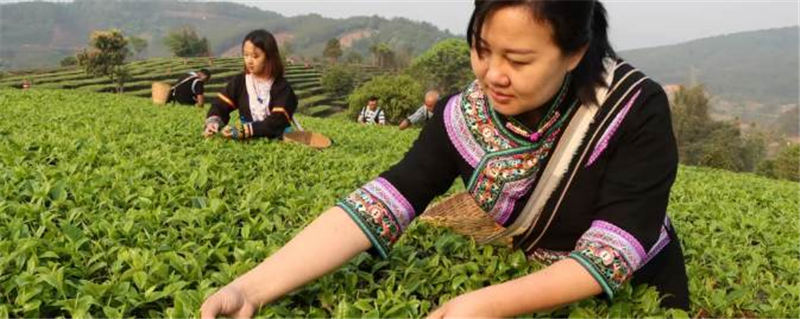 关于三月春光好采茶 宁洱20余万亩现代生态茶园进入采摘期的最新信息