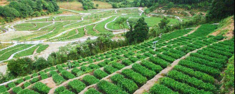 有关于我国白茶步入高速发展期：品牌驱动消费，拓展全国市场的信息