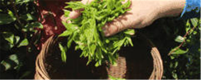 关于墨江米地贡茶春茶头采，933克鲜叶拍出23万元！的最新消息