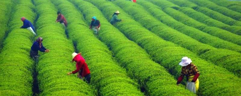 关于福鼎白茶入选2021年国家地理标志产品保护示范区筹建名单的热门消息