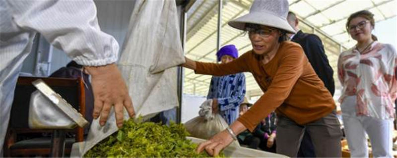 关于张家界永定“莓茶之乡”春茶产值6000多万的消息