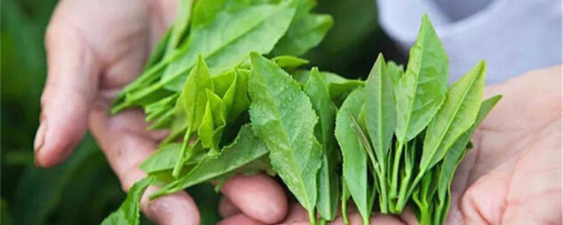 有关于中央1号文件中茶业发展新信号 各地春茶陆续开采上市 福建整治天价茶炒作的热门信息