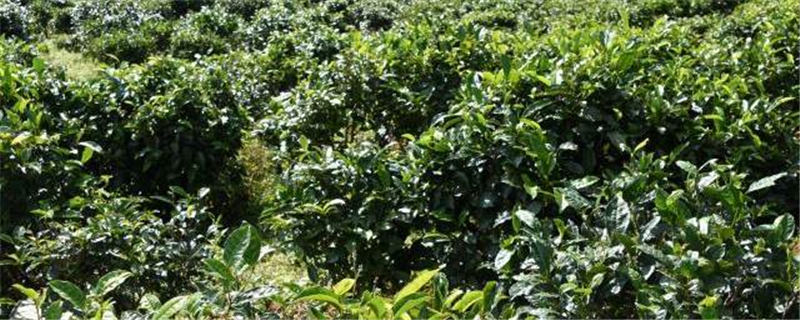 关于普洱市茶产业发展工作专班第一次会议召开的最新消息