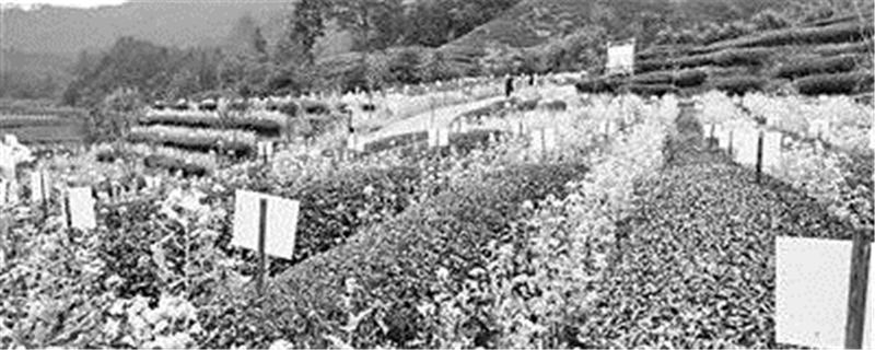 关于武夷山绿色生态茶园：用好“生态经” 茶园“绿富美”的信息