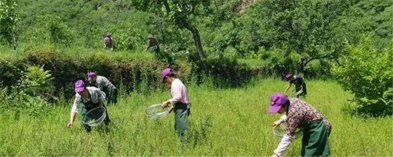 关于龙头带动茶产业升级：农民职业化、农村庄园化的热门新闻