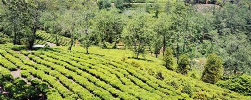 有关于南涧无量山藏茶谷：一片森林一片茶 片片都是生态茶的热门信息