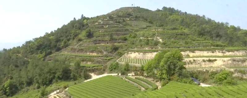 有关于成立产业联合体，漳州长泰县抱团发展茶产业的热门消息