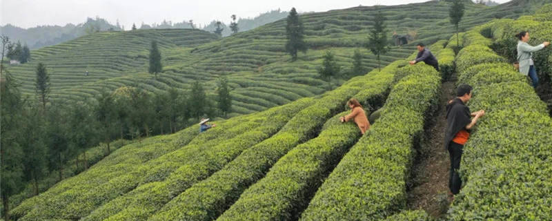 有关于埋头种茶 抬头探“路”——四川春茶主产区走访见闻的消息