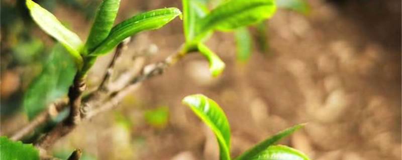 有关于一周速读丨超低价冰岛老班章充斥电商平台、中国风奶茶流行、欧洲以消费红茶为主的最新消息