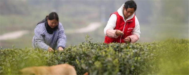 关于贵州省铜仁市：荒山大力发展茶叶种植 助力村民增收的最新信息