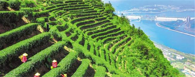 有关于湖北茶产业综合产值突破600亿元 向千亿目标迈进的资讯