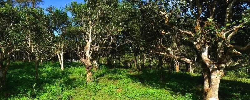 有关于勐海贺开：遇见最美茶园，230余万株古茶树备受“呵护”的最新资讯