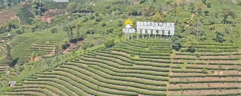 有关于云南普洱思茅区加快建设茶产业“一县一业”示范县的信息