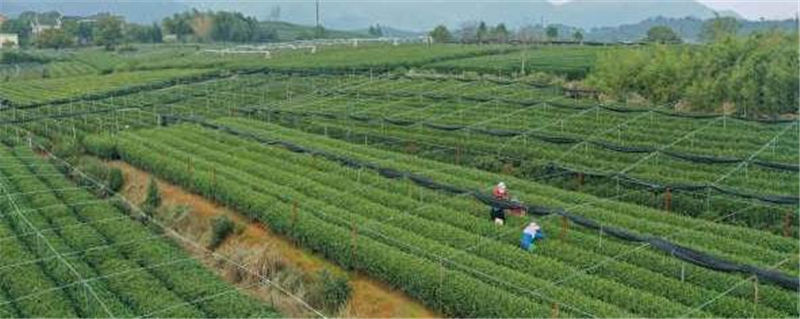 关于“万担茶乡”之称西湖区龙坞茶镇 跟着茶农体验杭州茶园里不一样的春天的热门资讯
