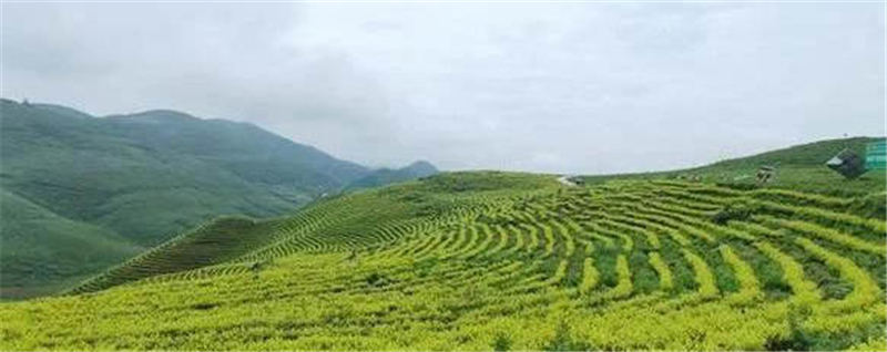 关于从“老茶凋零”到“新茶勃发”：看思南县训家坝如何实现茶产业的嬗变的消息