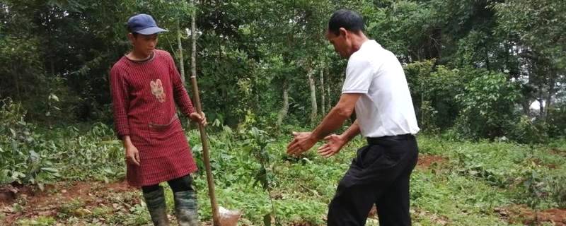 关于小新街乡：加大古树茶种植 夯实乡村振兴产业基础的热门信息