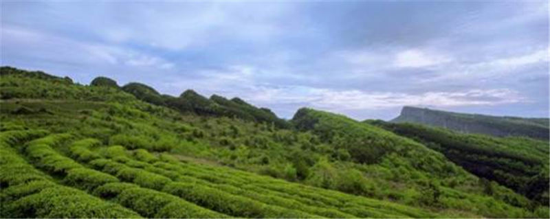 有关于四川剑阁大力发展茶叶产业 预计2025年实现年产值2亿元的热门资讯