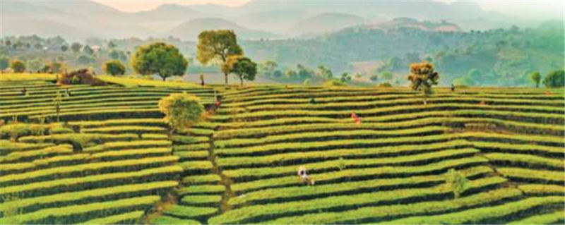 有关于普洱市上百万亩茶园满目新绿 春茶交易火爆的消息