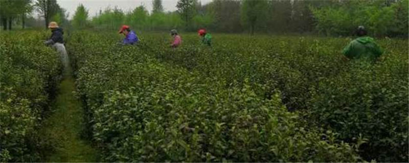 有关于扬州凤凰山：百亩茶园春茶香 村民“采”出幸福路的消息