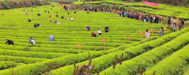 有关于金沙贡茶公司岚头基地成功承办2021年金沙县采茶节暨双手采茶技能竞赛的热门新闻
