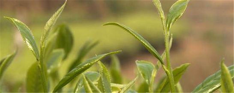 关于云南昌宁：第一批春茶上市 茶价上涨茶农乐的热门新闻