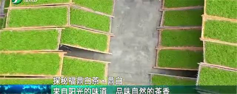 关于跟着福建电视台旅游频道的镜头去探访福鼎白茶企业的热门消息