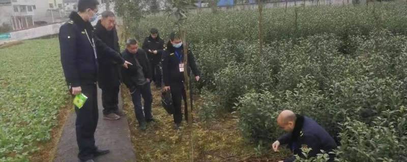 关于零容忍！凤冈县开出贵州省2021年茶园违规使用草甘膦第一张罚单的最新消息