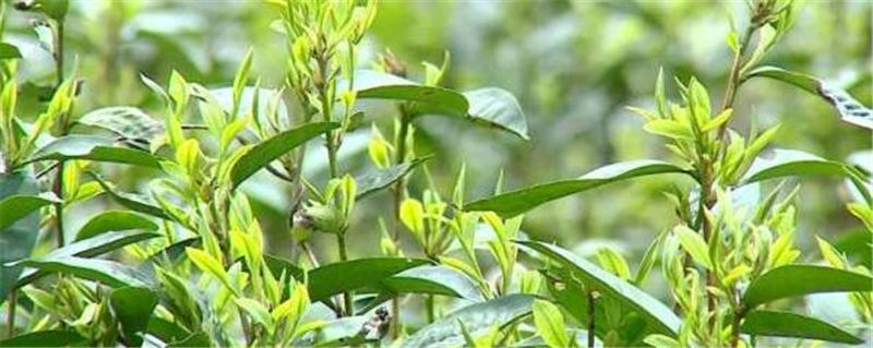 有关于云南绿春么盘山 发展有机茶叶助推乡村振兴的热门新闻