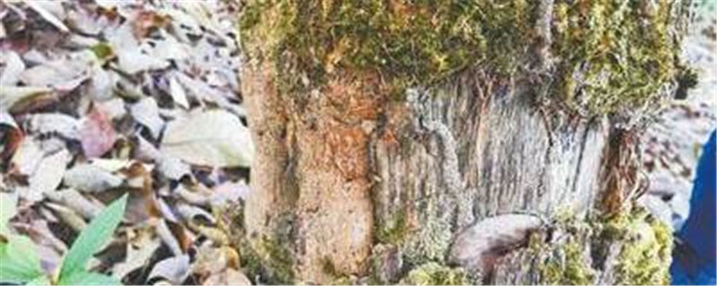 关于西双版纳大规模毁林种茶！国家启动专项打击！这些人被罚1500多万！的热门消息