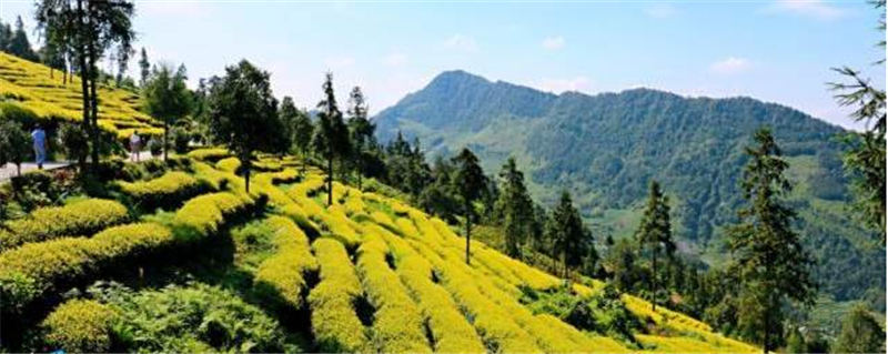 有关于种茶种出小康新生活：盐津牛寨乡龙茶村的脱贫记的信息