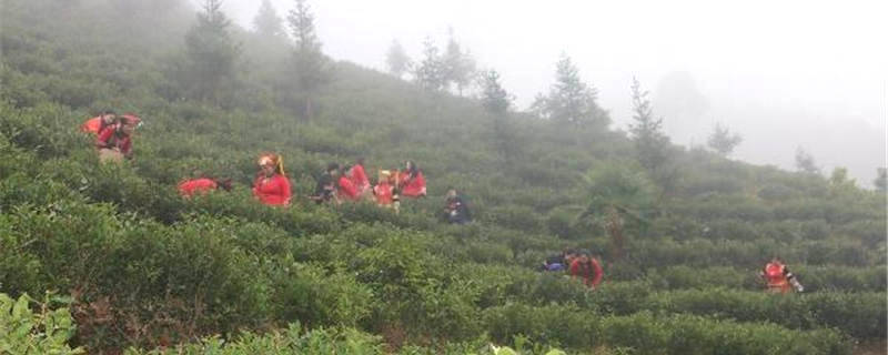 关于湖南江华大锡乡：组织乡干部职工深入茶叶基地义务采茶助力乡村振兴的热门新闻