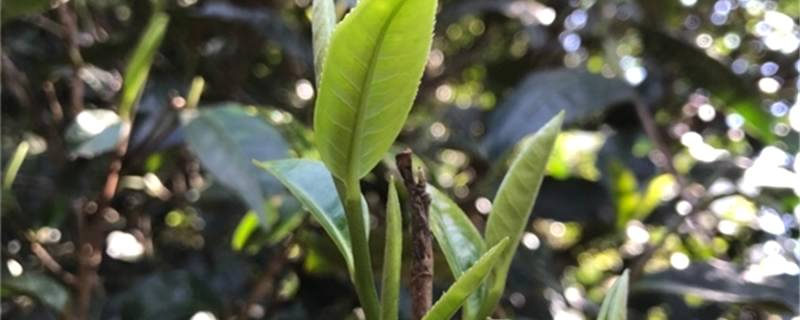 有关于中国云南普洱茶马古道旅游景区项目可行性研究报告案例的新闻