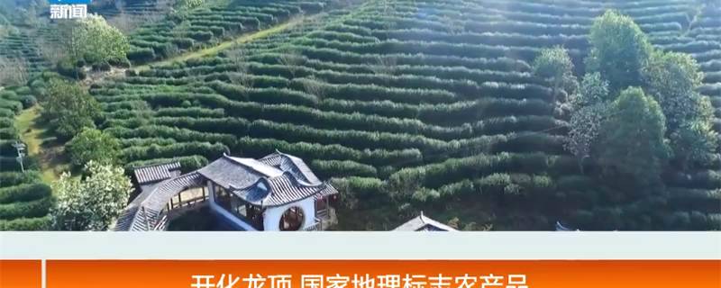 有关于开化龙顶茶：水中跳芭蕾，国家地理标志农产品的热门信息