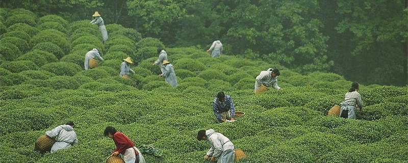 有关于杭州：解码“非遗”·西湖龙井茶采摘制作技艺的热门资讯