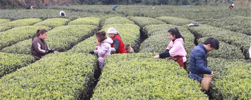 关于贵州黎平雷洞乡：大力发展茶产业 茶农增收喜开颜的热门消息