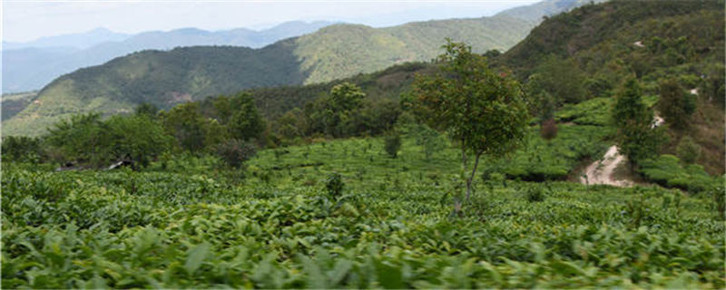 有关于今年贵州省全年茶叶产值力争实现580亿元，同比增加15%以上的最新信息