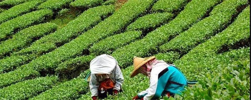 关于选出你心目中的“2020湖北茶叶十大事件”的最新资讯