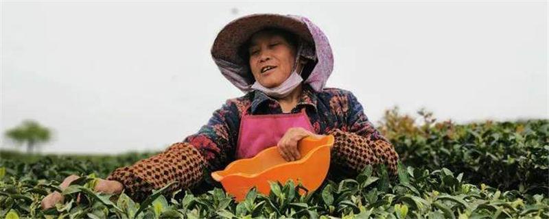 有关于从卖茶叶到卖风景：贵安新区开启“茶旅结合”转型路的热门资讯