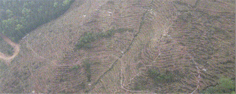 有关于宜宾这片茶园长出了一条“轻轨”！载重可达450公斤！的新闻